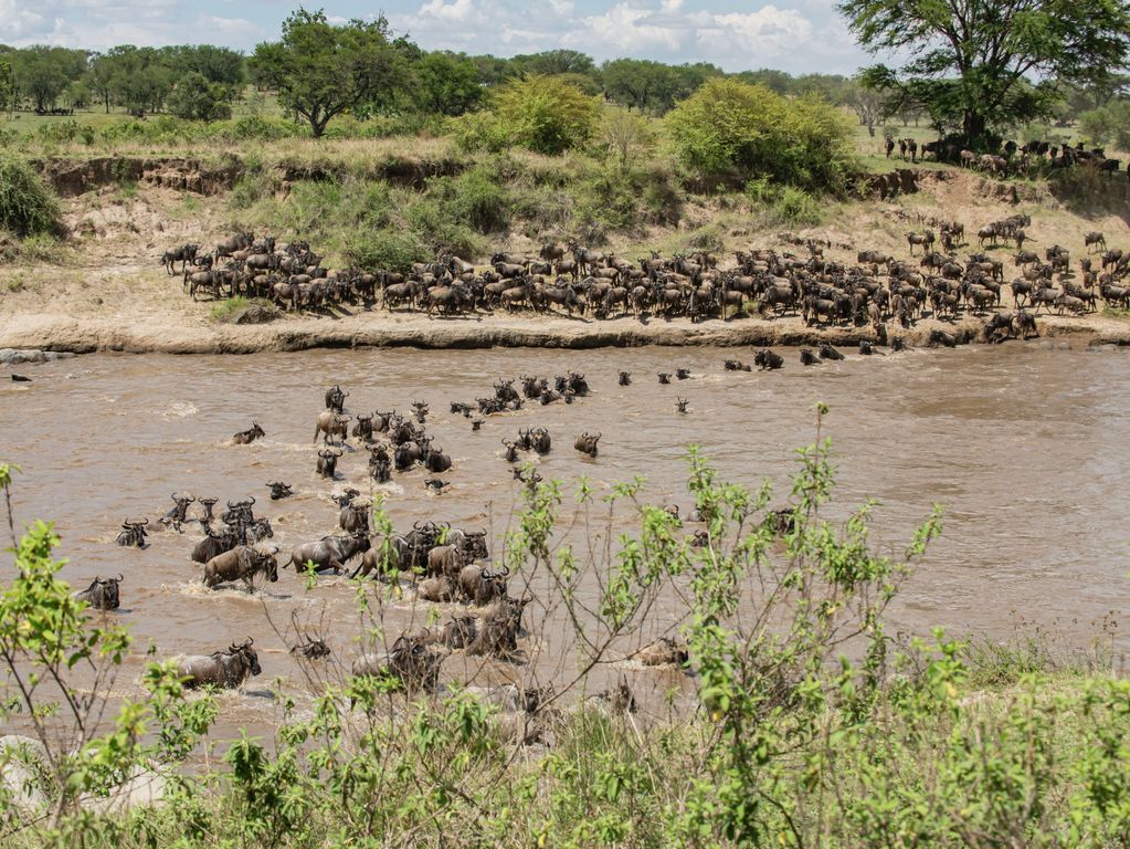 Kudde dieren Tanzania